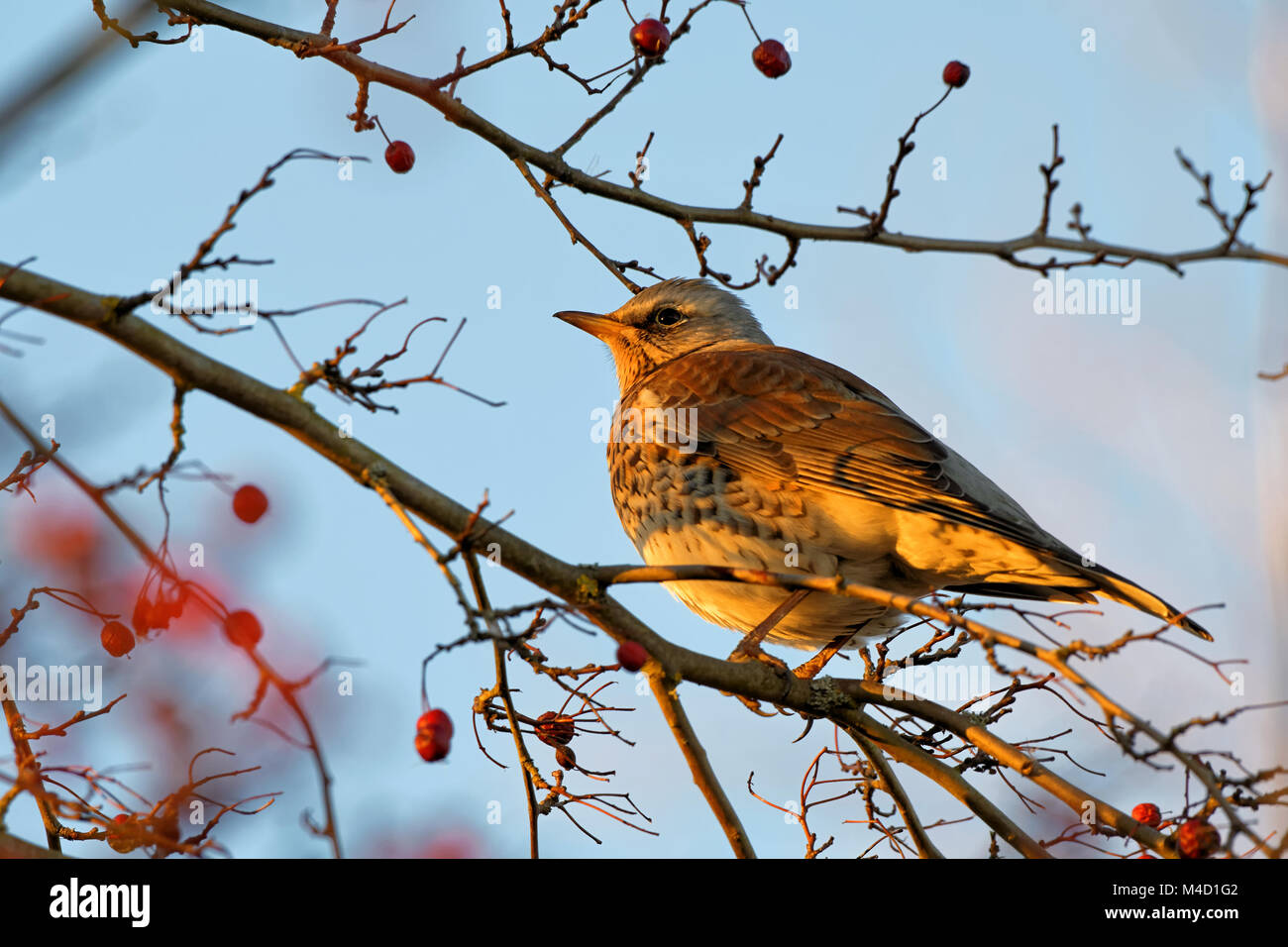 Fieldfare en una montaña de sosa Foto de stock