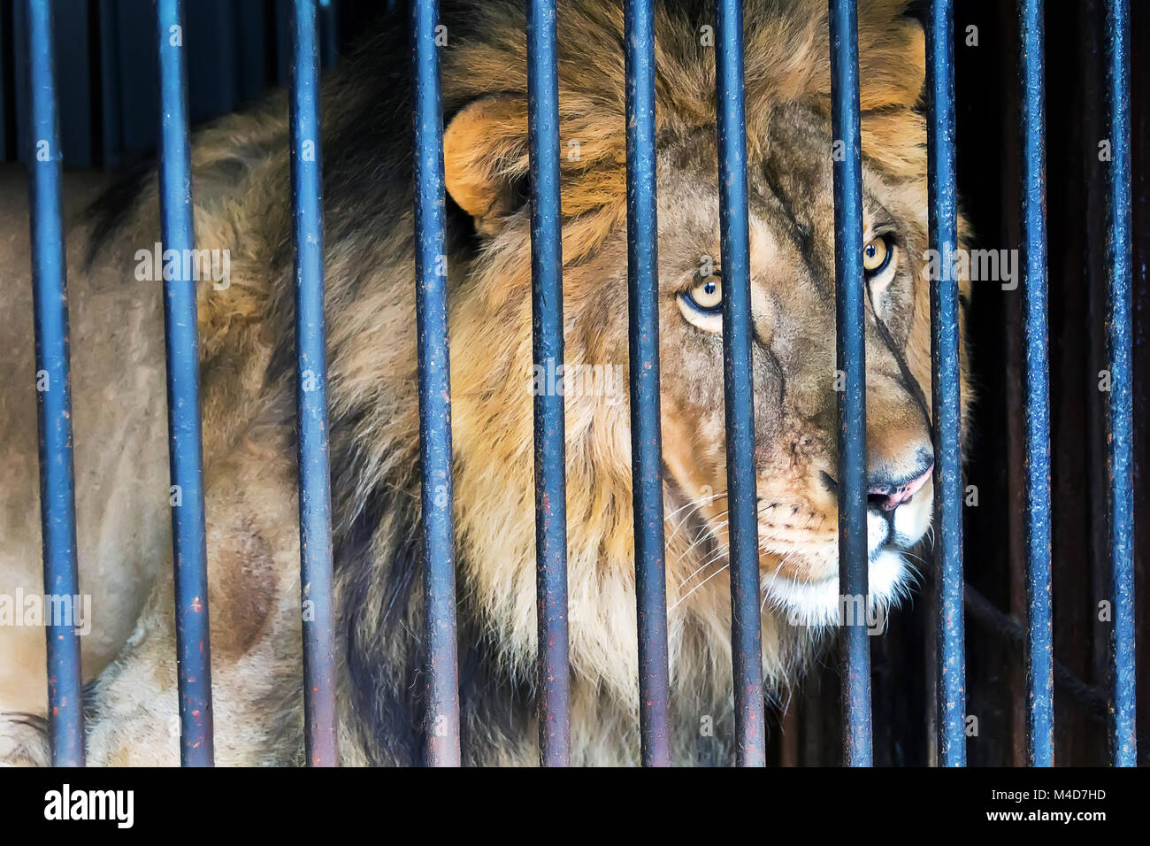 León en una jaula de zoológico Foto de stock