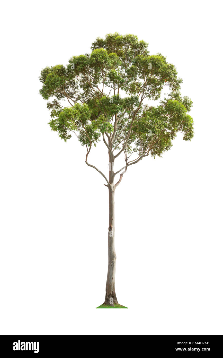 árbol de eucalipto fotografías e imágenes de alta resolución - Alamy