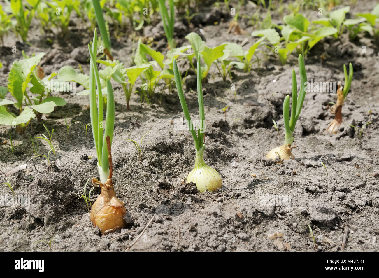 Лук порей куст. Лук эксибишен севок. Лук для посадки в июле. Лук эксибишен севок. Лук севок выкопанный.