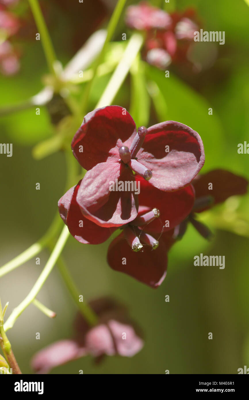 Akebia quinata, cinco hojas de Akebia Foto de stock