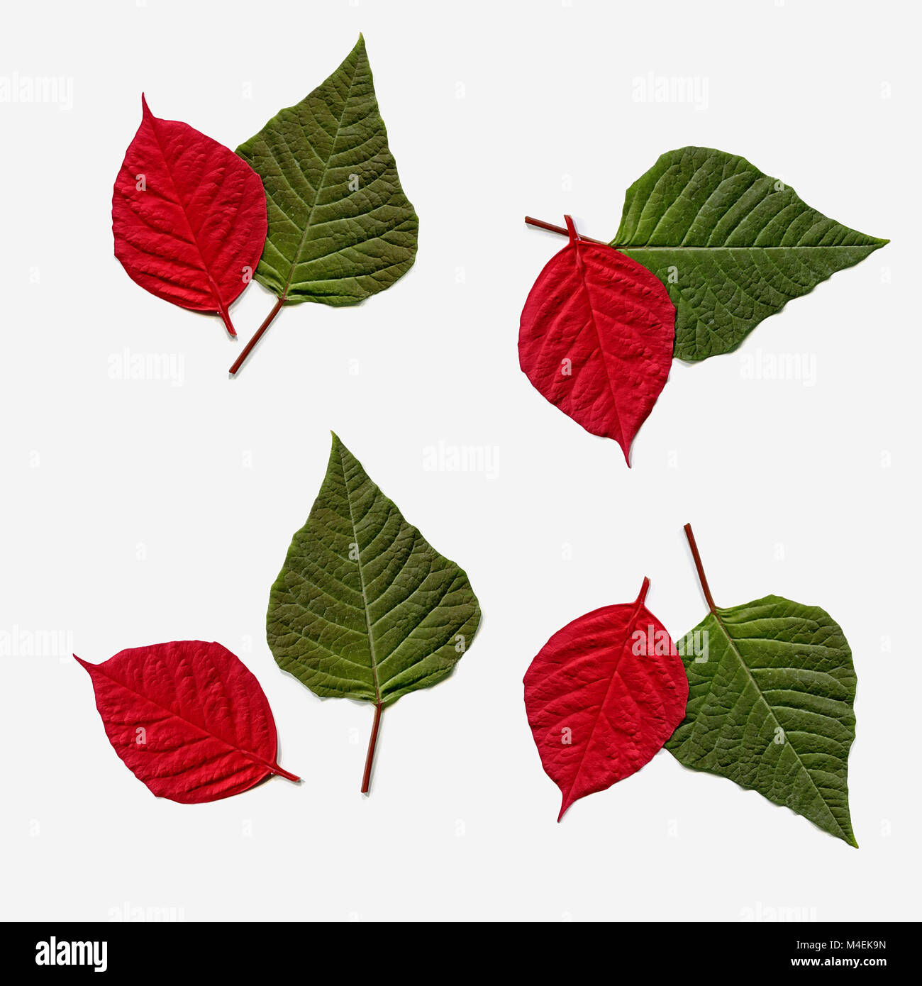 Cuatro pares de hojas en verde y rojo sobre blanco Foto de stock