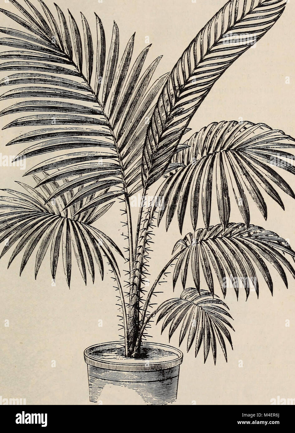Ilustrado anual y catálogo descriptivo de nuevo, las plantas raras y hermosas (1892) (17802719364) Foto de stock