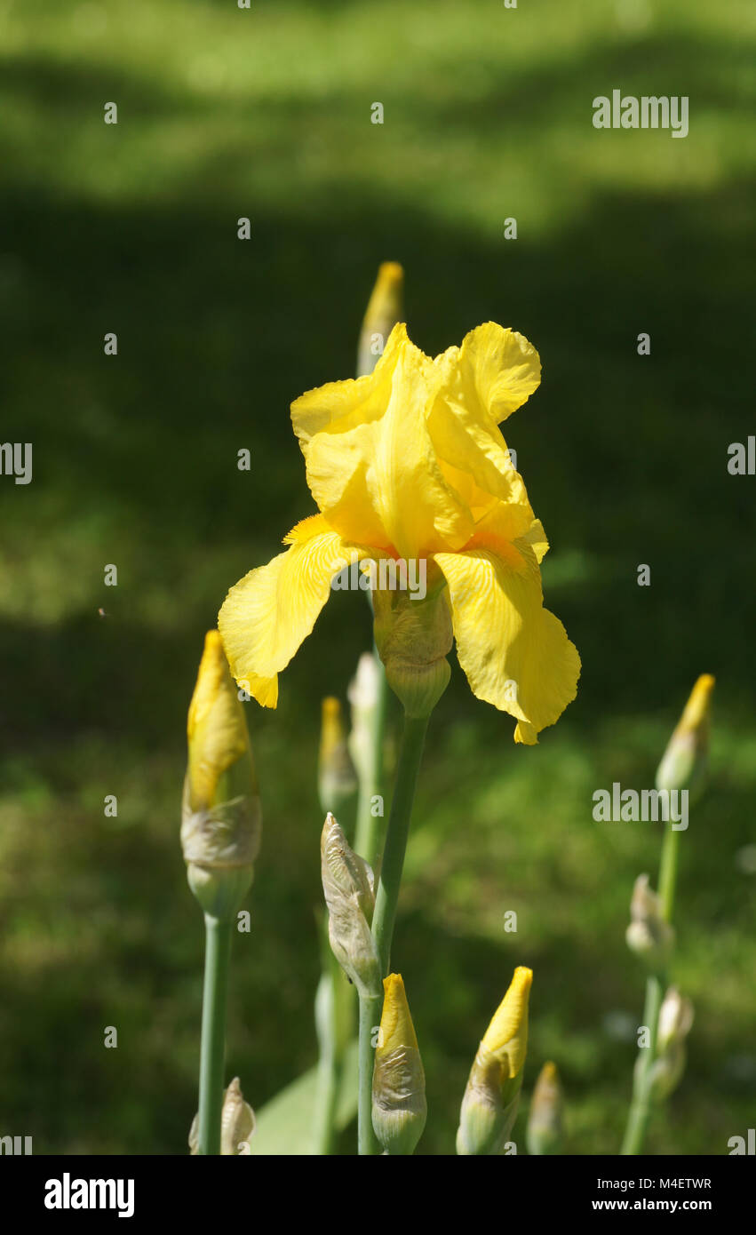 Iris Barbata-Elatior Ola Kala, Tall barbado Iris Foto de stock