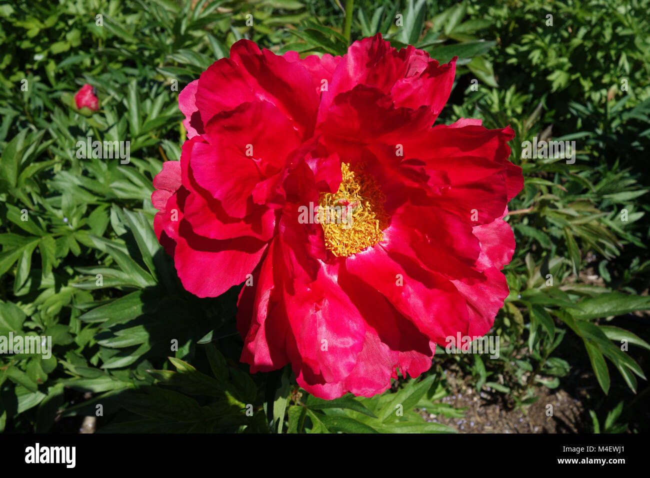 Paeonia Carina, Peony Foto de stock