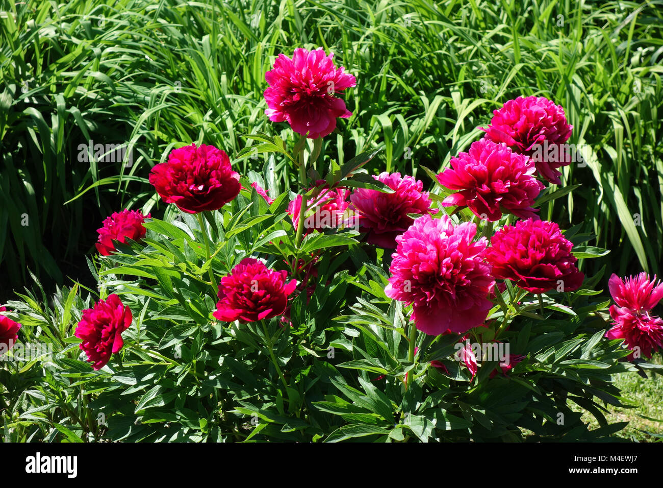 Paeonia Prairie Luna, Peony Foto de stock