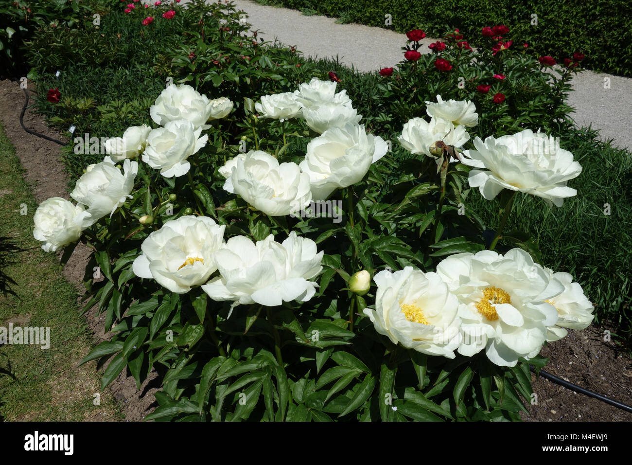 Paeonia Prairie Luna, Peony Foto de stock