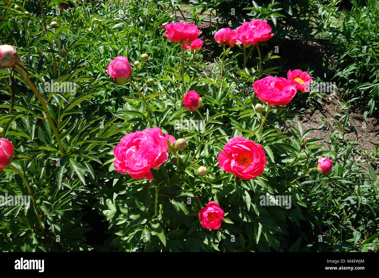 Paeonia Cytherea, Peony Foto de stock