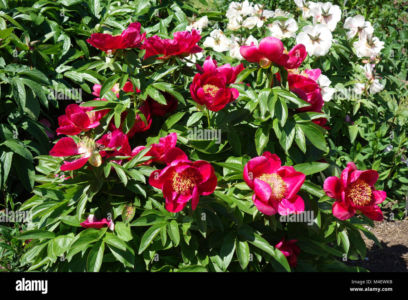 Paeonia Alexandra, Peony Foto de stock