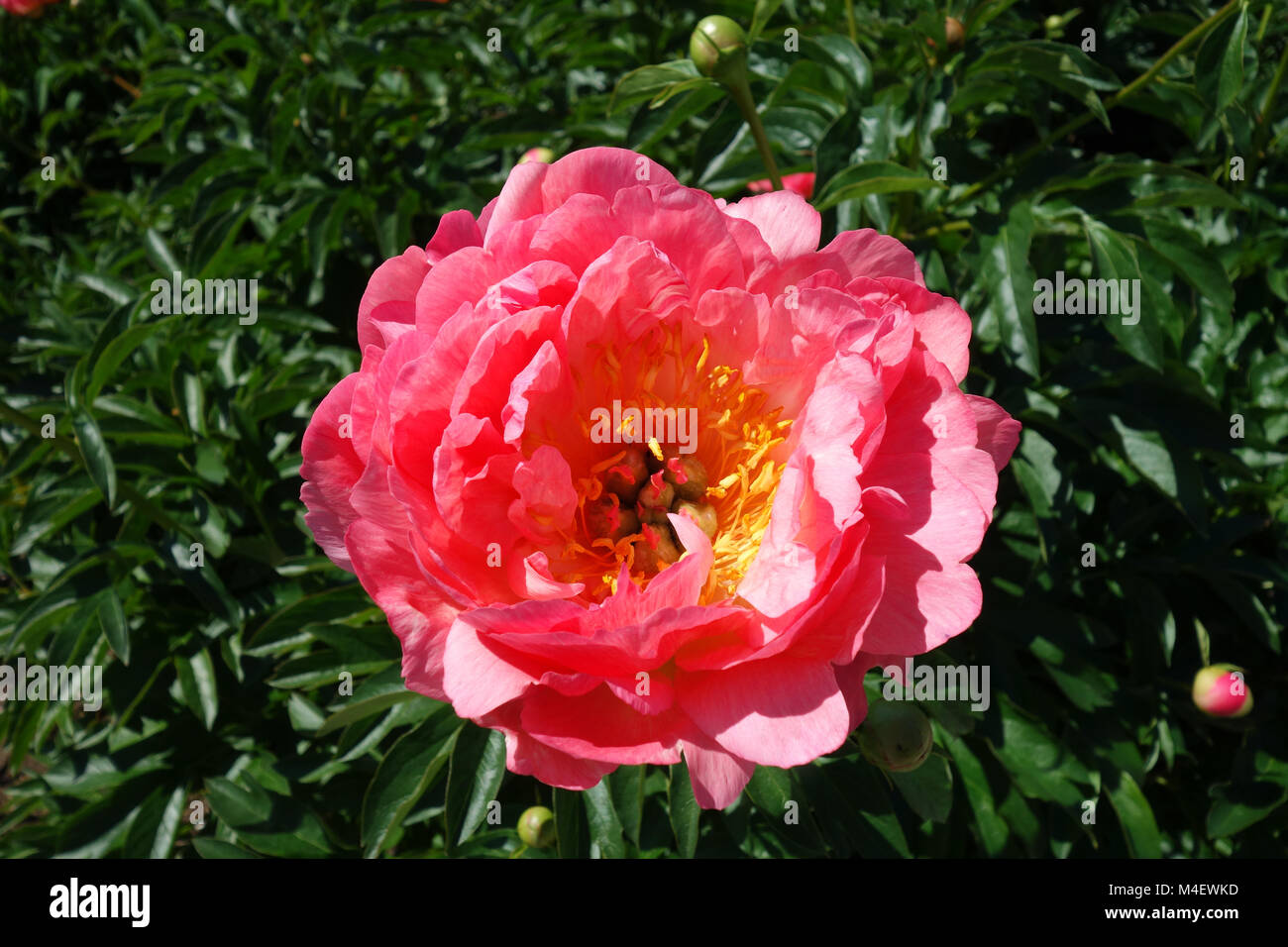 Paeonia arrecifes de Sunset, Peony Foto de stock