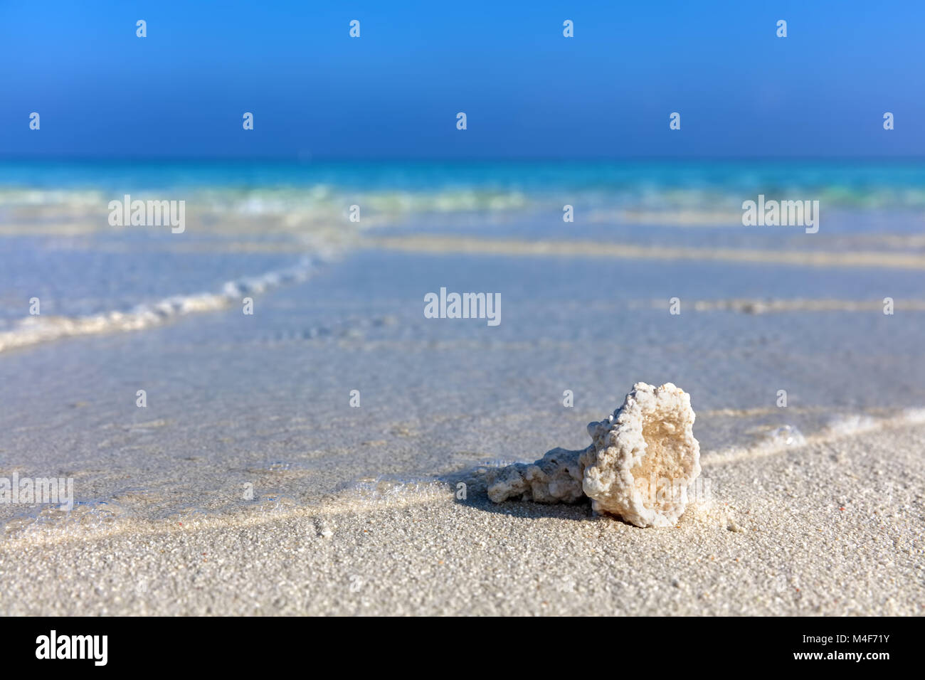 Shell, arrecifes de coral tropicales en Sandy Beach en Maldivas Foto de stock