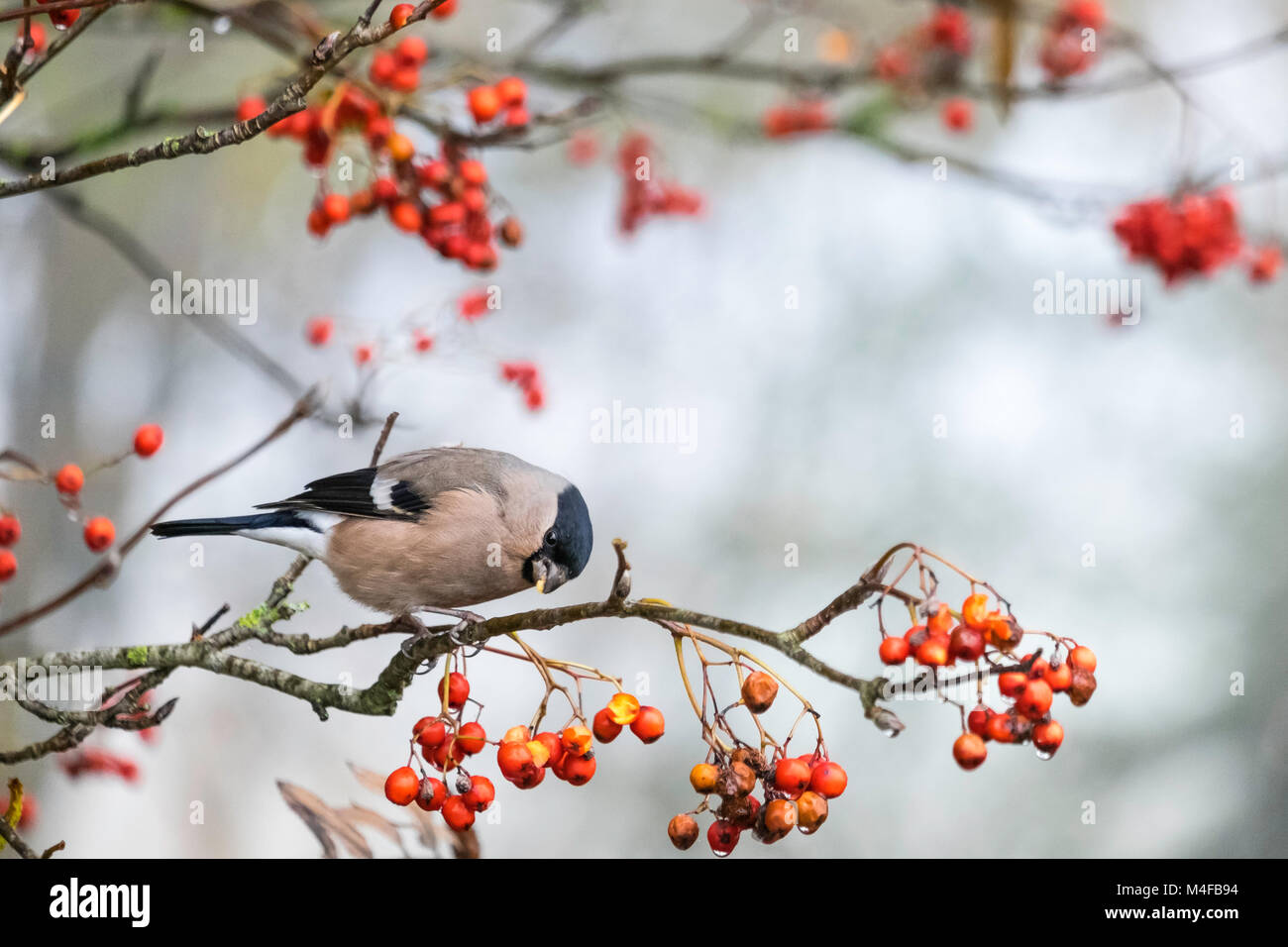 Hembra Bullfinch comiendo bayas de otoño. Foto de stock