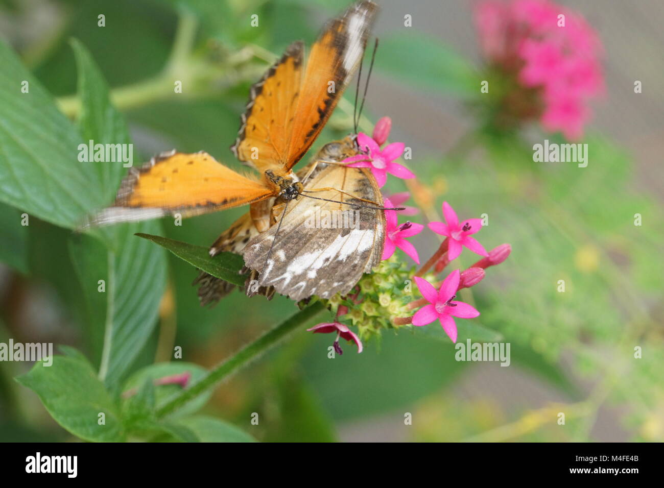 Acoplamiento cyane Cethosia Foto de stock