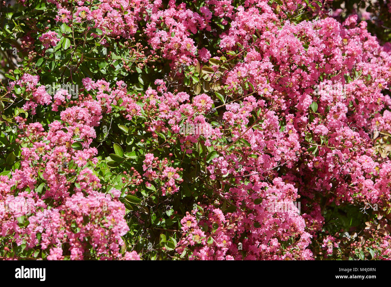 Flores de color rosa de fondo bush en un día soleado de verano Foto de stock