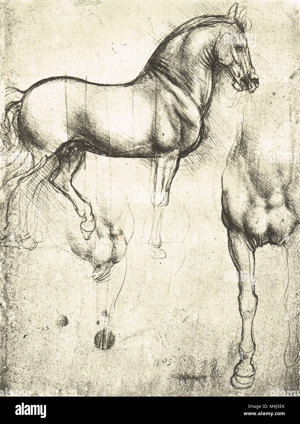 Caballo de perfil, a la derecha y su avance-piernas, equino dibujo anatómico, dibujado por Leonardo Da Vinci, 1452-1519 Foto de stock