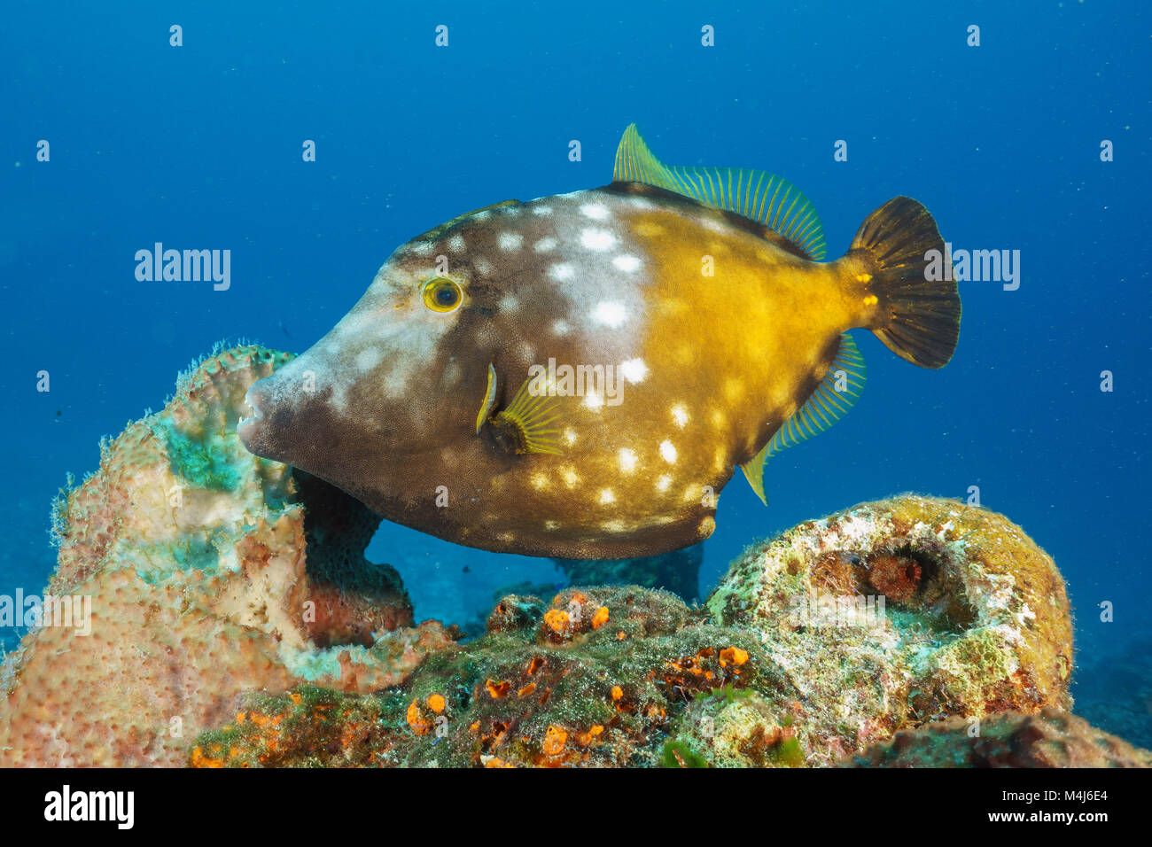 Whitespotted Filefish con un ojo vigilante Foto de stock