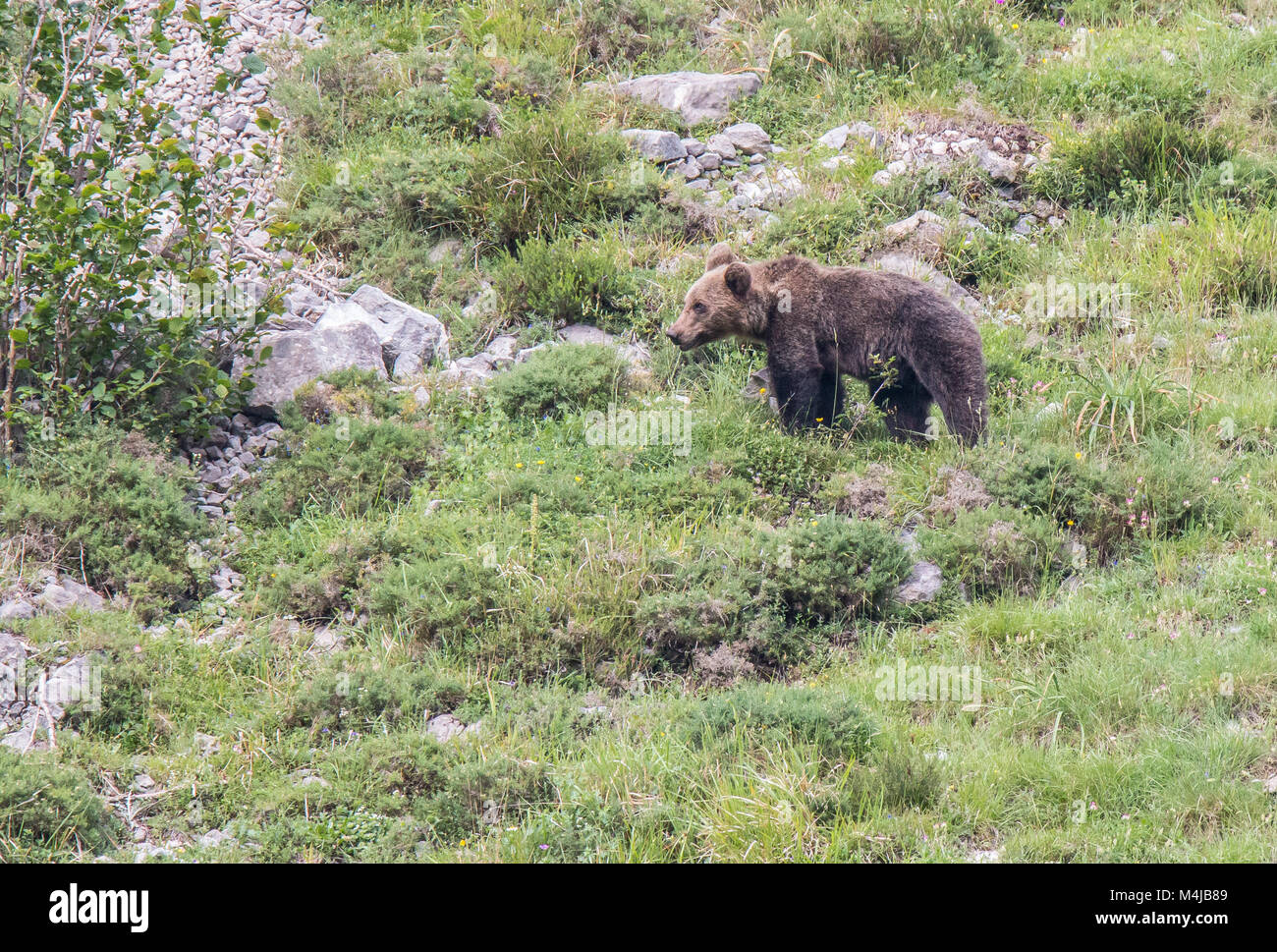 Oso pardo en tierras asturianas, bajando de la montaña en busca de foodThe oso pardo (Ursus arctos) es una especie de mamífero carnívoro de los Ursidae Foto de stock