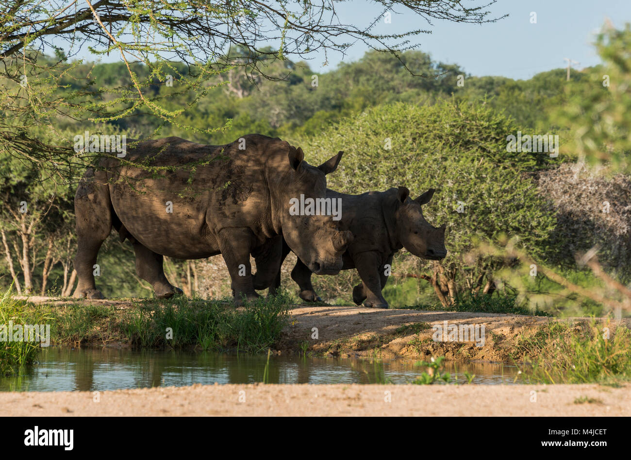 El rinoceronte negro y joven en las llanuras en el parque nacional Kruger en Sudáfrica durante el safari,estos animales están amenazados por los cazadores furtivos de marfil porque Foto de stock
