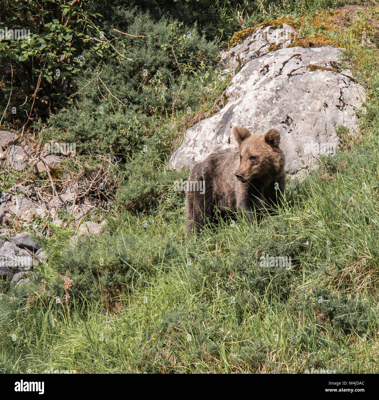 Oso pardo en tierras asturianas, bajando de la montaña en busca de foodThe oso pardo (Ursus arctos) es una especie de mamífero carnívoro de los Ursidae Foto de stock