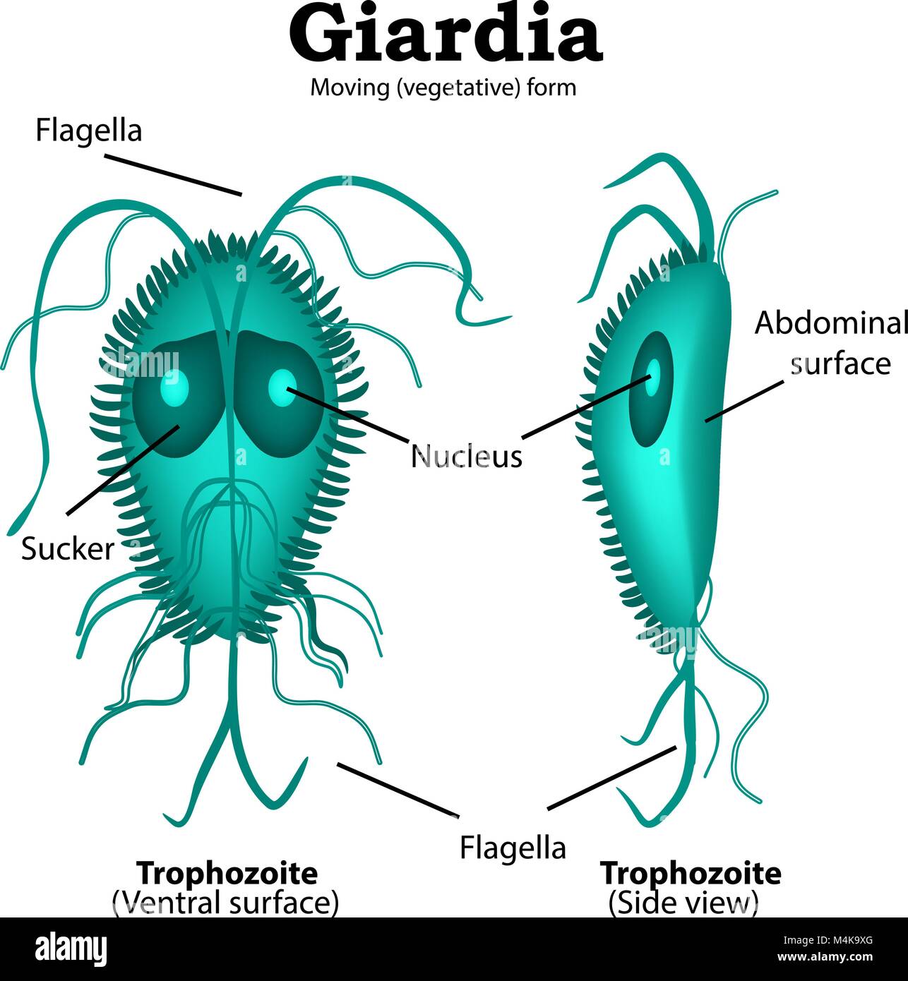Giardia intestinalis fotografías e imágenes de alta resolución Alamy