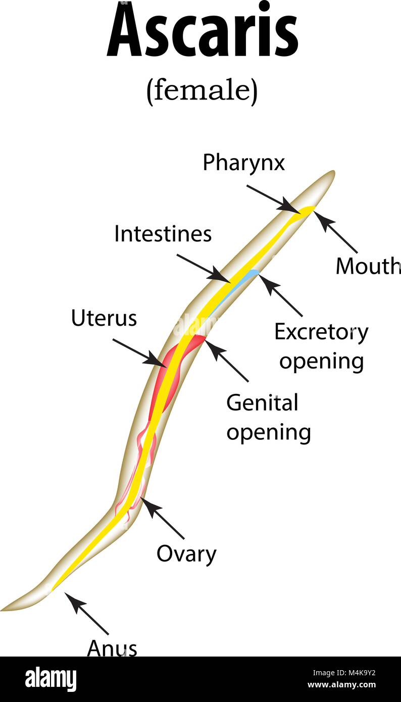 La estructura de los nematodos. Ascaris. Ilustración vectorial sobre el