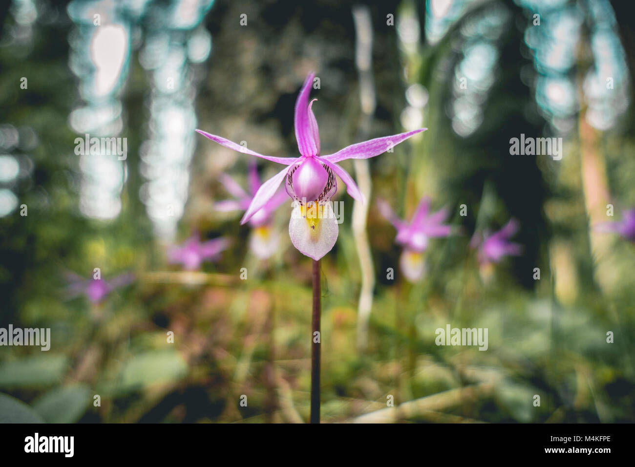 Calypso bulbosa, conocido como el calypso, orquídeas zapatilla de hadas o..Calypso bulbosa, conocido como el calypso, orquídeas zapatilla de hadas o. Foto de stock