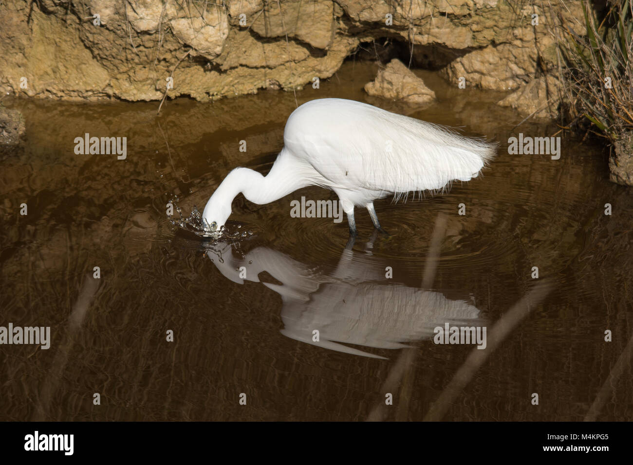 Garceta (Egretta garzetta) de aves costeras de pesca en dique en pantanos Farlington Reserva Natural, REINO UNIDO Foto de stock