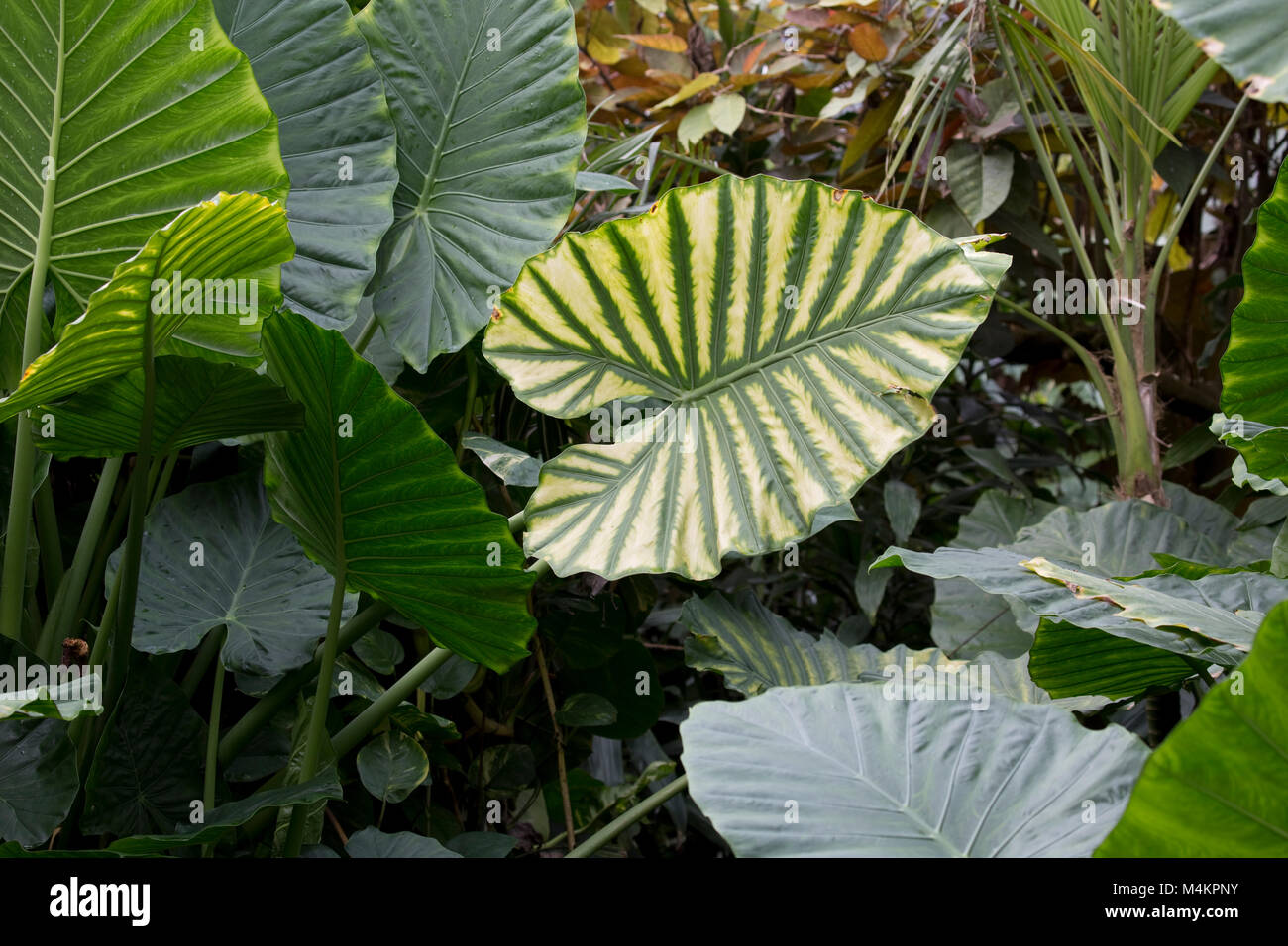 Grandes en forma de corazón de hojas variegadas UK Foto de stock