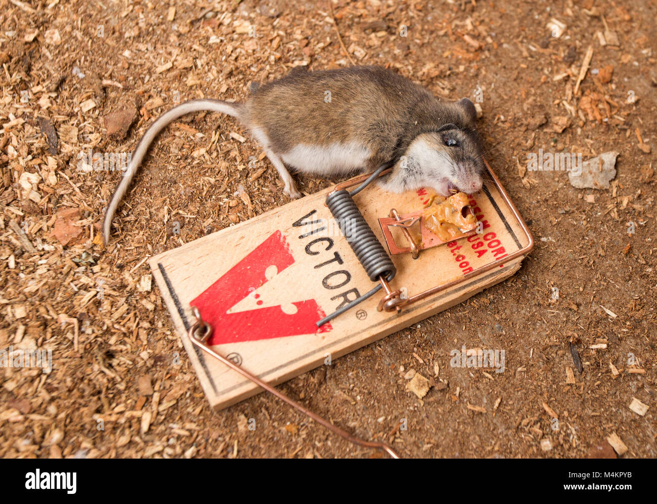 Un ratón muerto en una trampa de ratón Victor. Casa ratón Mus musculus domesticus Foto de stock