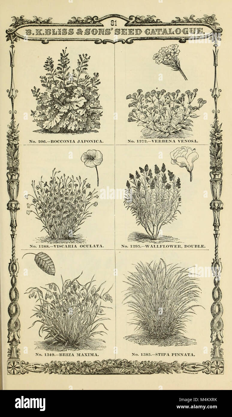 B.K. Bliss e hijo ilustrado del catálogo de primavera y guía del aficionado a la flor y huerta (1877) (20359505536) Foto de stock
