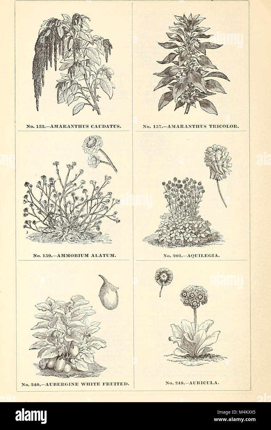 B.K. Bliss e hijo ilustrado del catálogo de primavera y aficionados guía para la flor y huerta (1871) (20391709191) Foto de stock