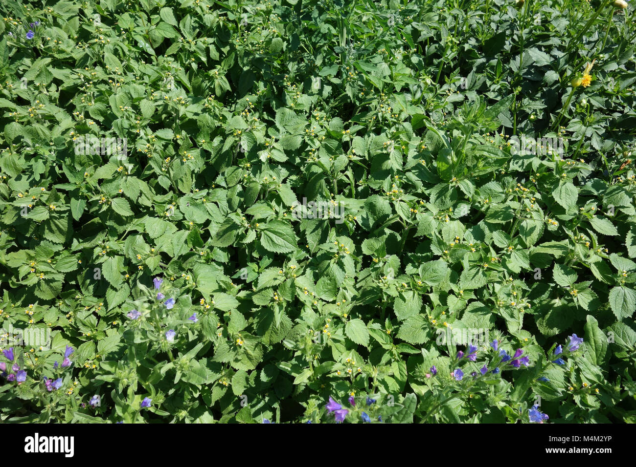 Galinsoga parviflora, valiente soldado Foto de stock