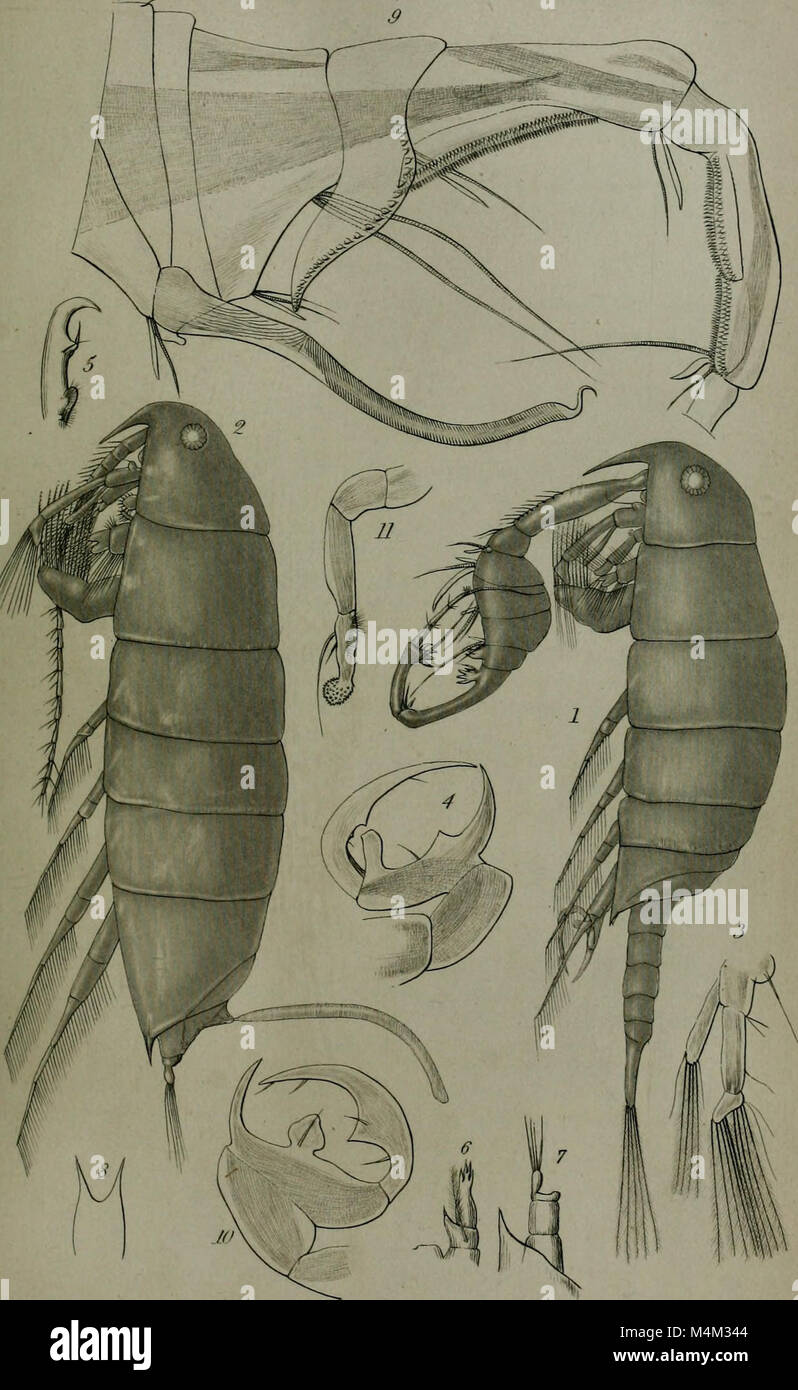 Revista anales y de historia natural - incluyendo la zoología, la botánica y la geología (1853) (18225384109) Foto de stock