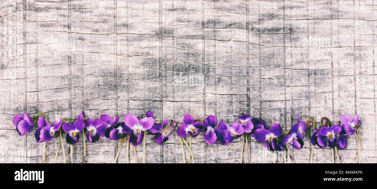 Flores violetas perfumadas (Víola odorata) sobre gris placa de madera con  espacio para texto. maqueta, de texto, frases, para las letras, para  felicitaciones Fotografía de stock - Alamy