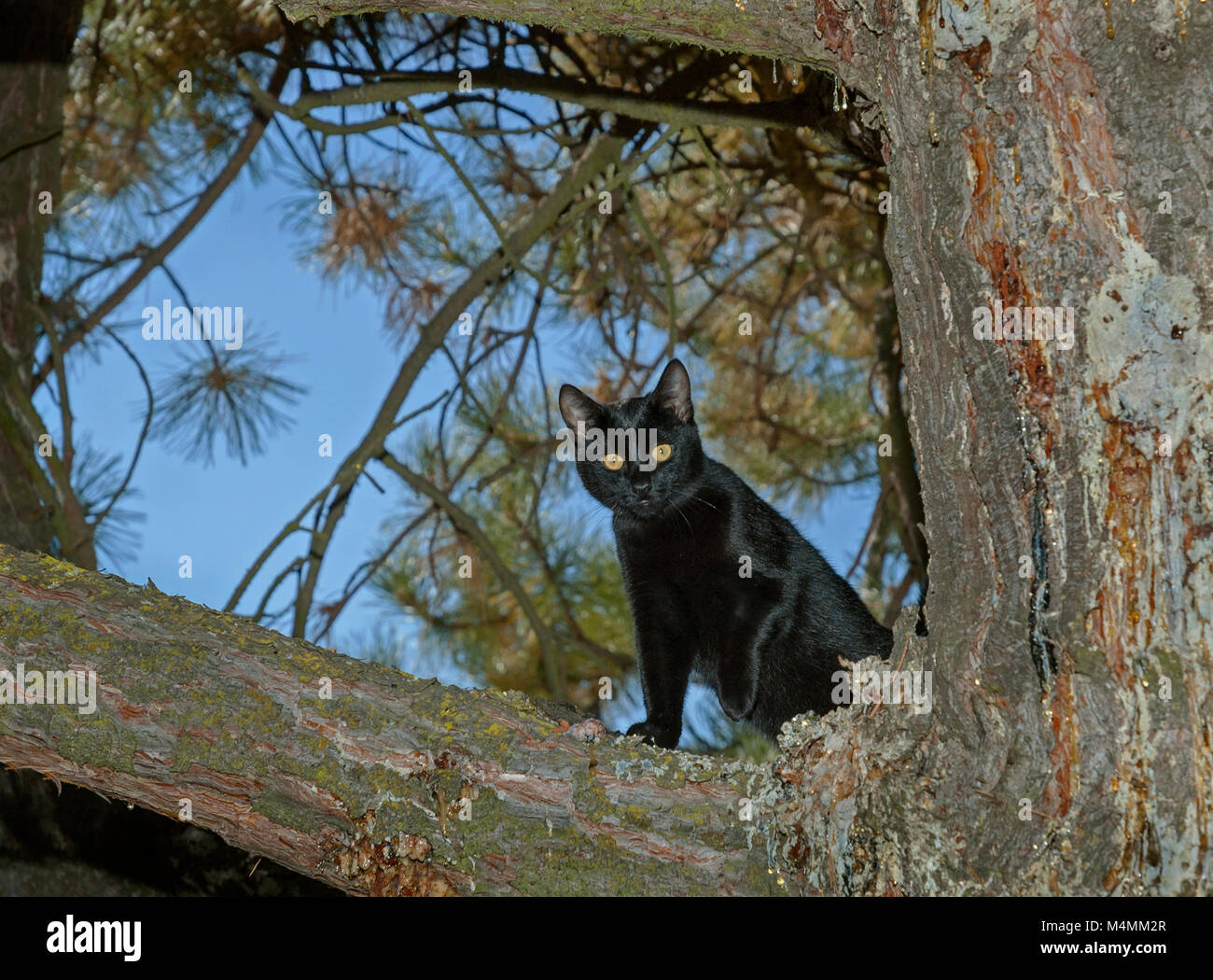 Gato negro de ojos amarillos mirando hacia abajo desde un pino Foto de stock