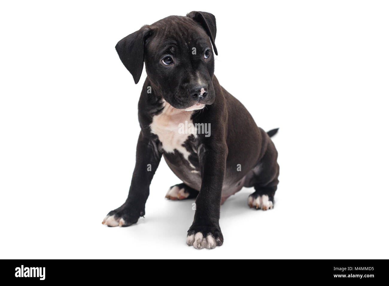 Black staffordshire bull terrier fotografías e imágenes de alta resolución  - Alamy