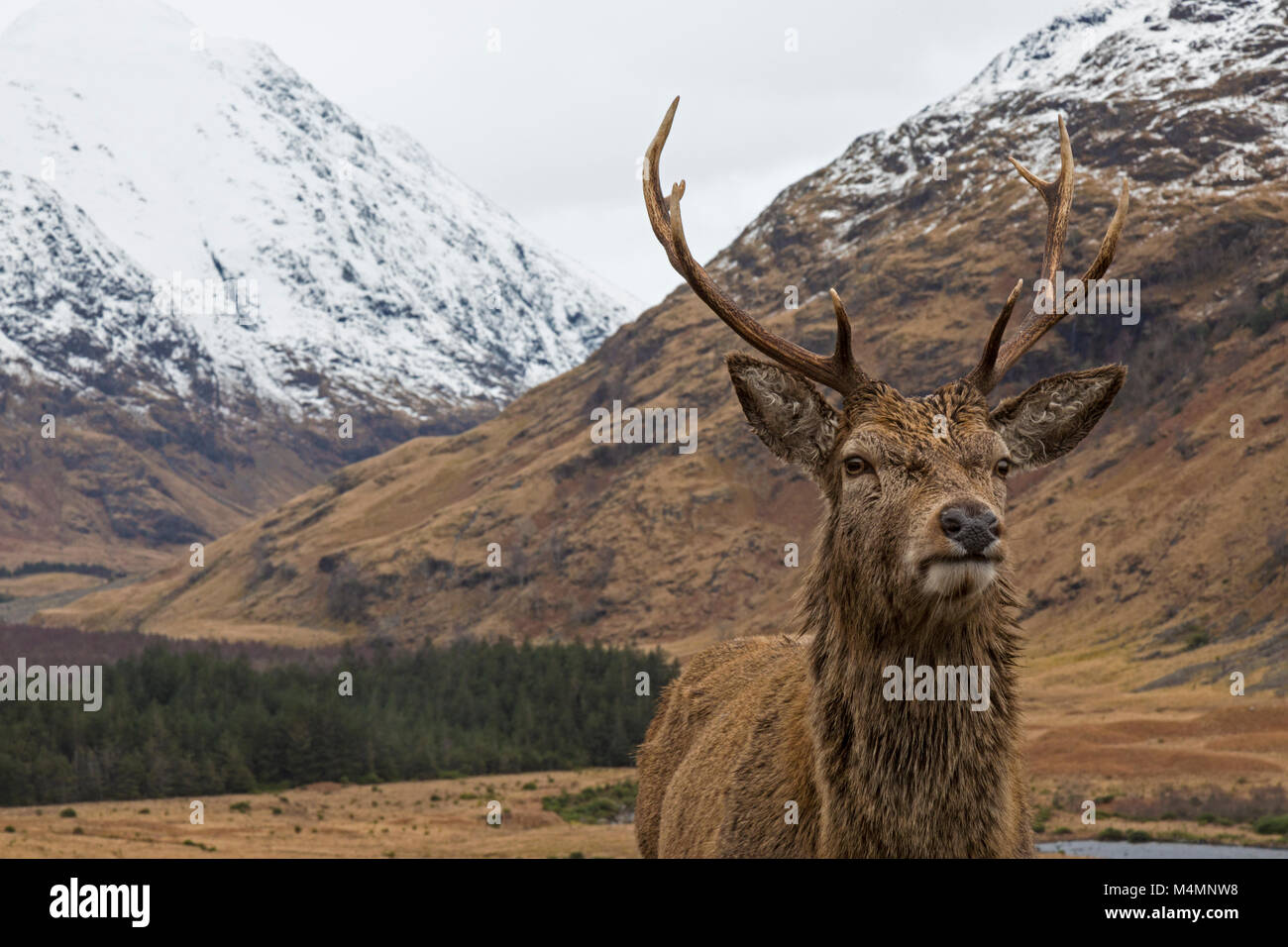 Wild ciervo rojo (Cervus elaphus) Ciervo en Glen Etive, Escocia, durante el invierno, con montañas cubiertas de nieve en el fondo. Foto de stock