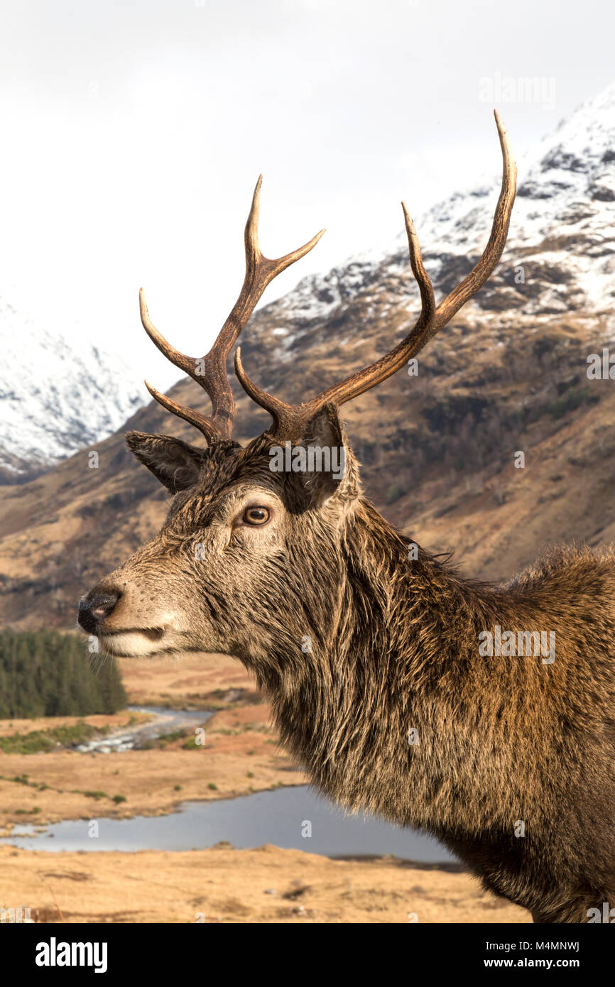 Wild ciervo rojo (Cervus elaphus) Ciervo en Glen Etive, Escocia, durante el invierno, con montañas cubiertas de nieve en el fondo. Foto de stock