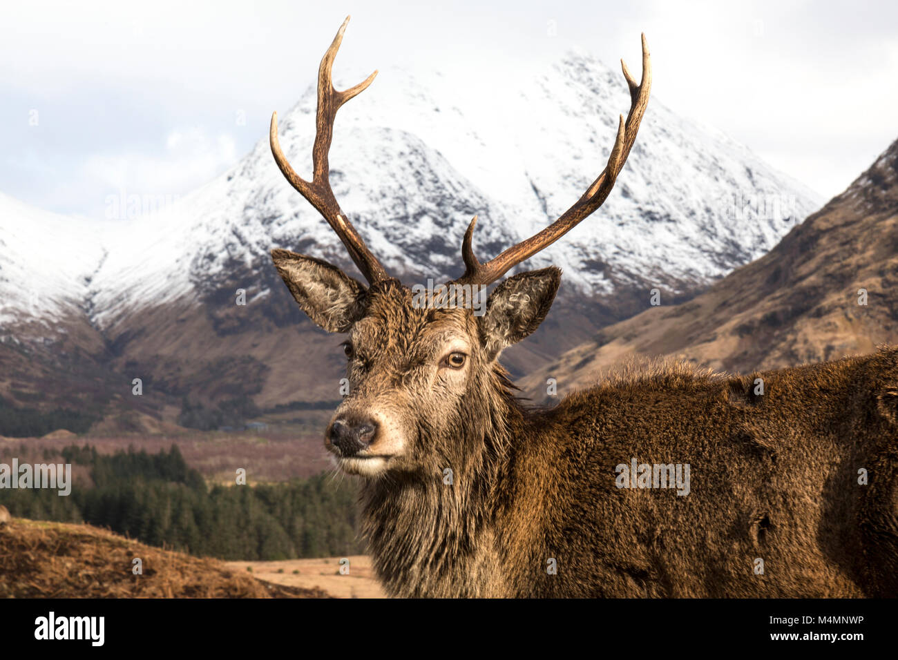 Wild ciervo rojo (Cervus elaphus) Ciervo en Glen Etive, Escocia, durante el invierno, con montañas cubiertas de nieve en el fondo. Foto de stock