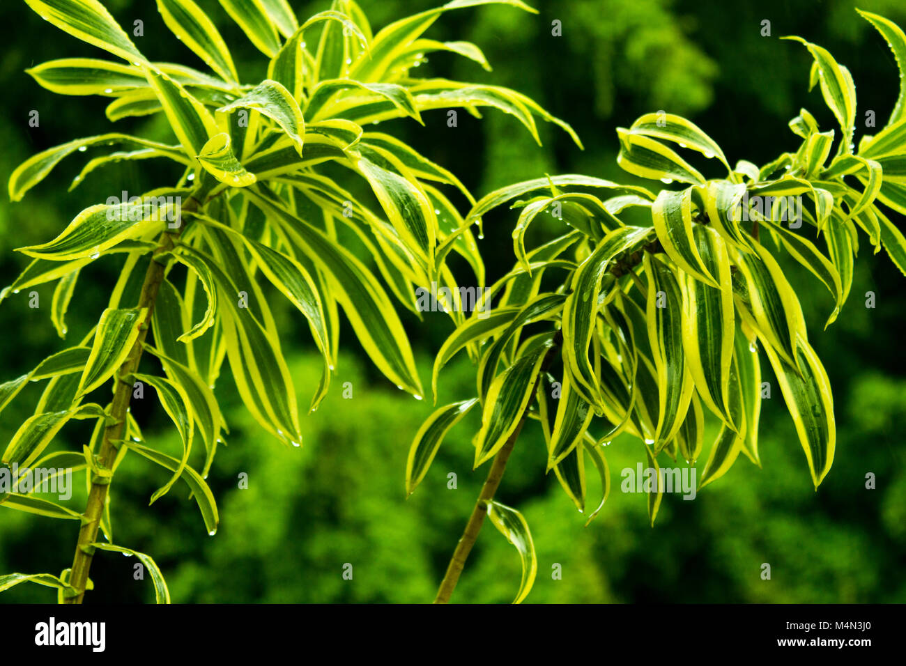 Planta verde pegando chuvas Foto de stock