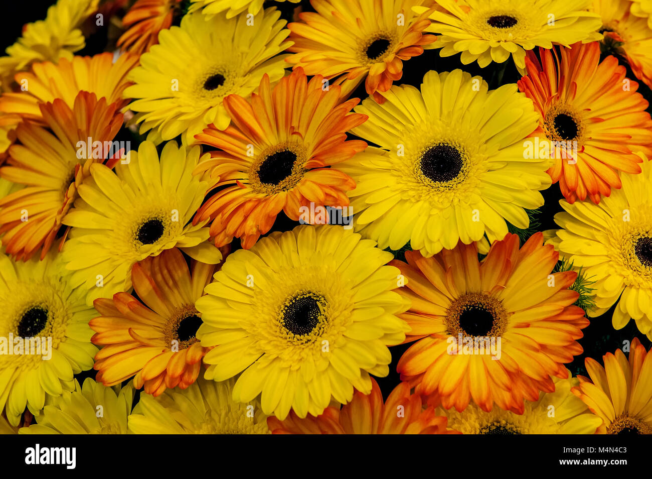 Precioso ramo de gerberas amarillas y anaranjadas antecedentes sobre el  mercado de las flores. Antecedentes. Cerca Fotografía de stock - Alamy