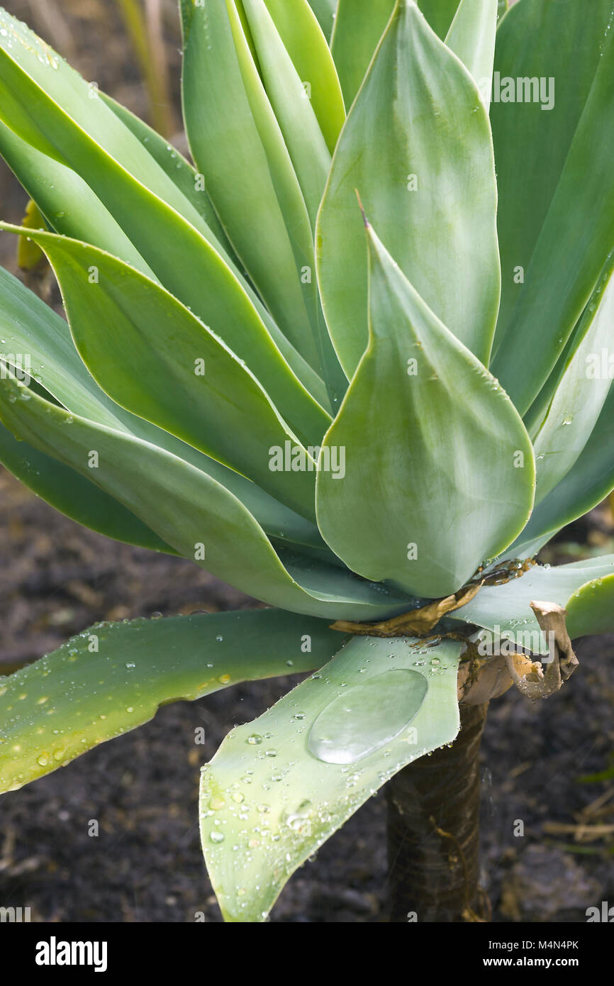 Lion's Tail (Agave atennuata). Llamado cuello de cisne y Foxtail