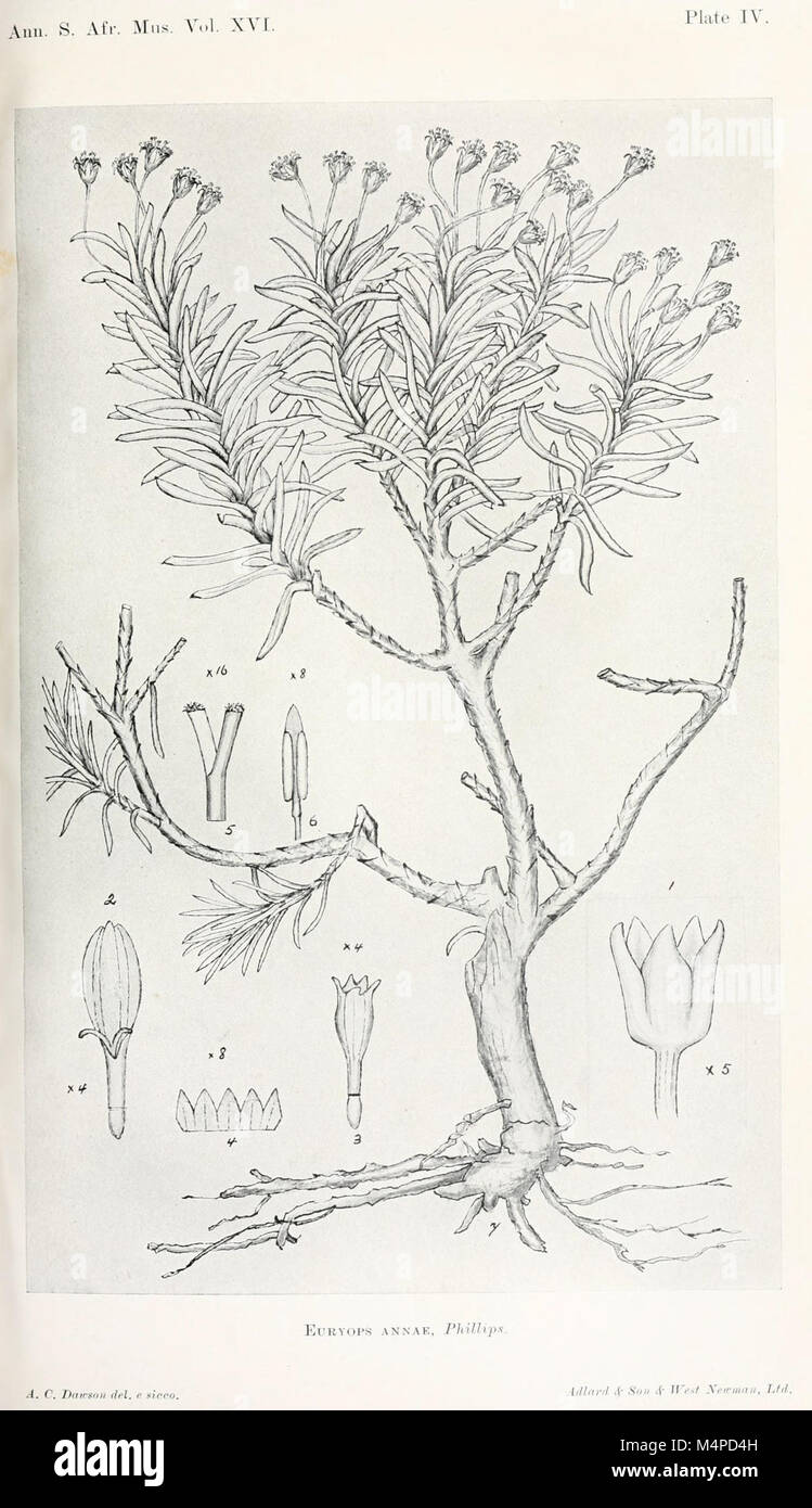 Anales del Museo de Sudáfrica. Annale van die Suid-Afrikaanse Museum (18420751575) Foto de stock