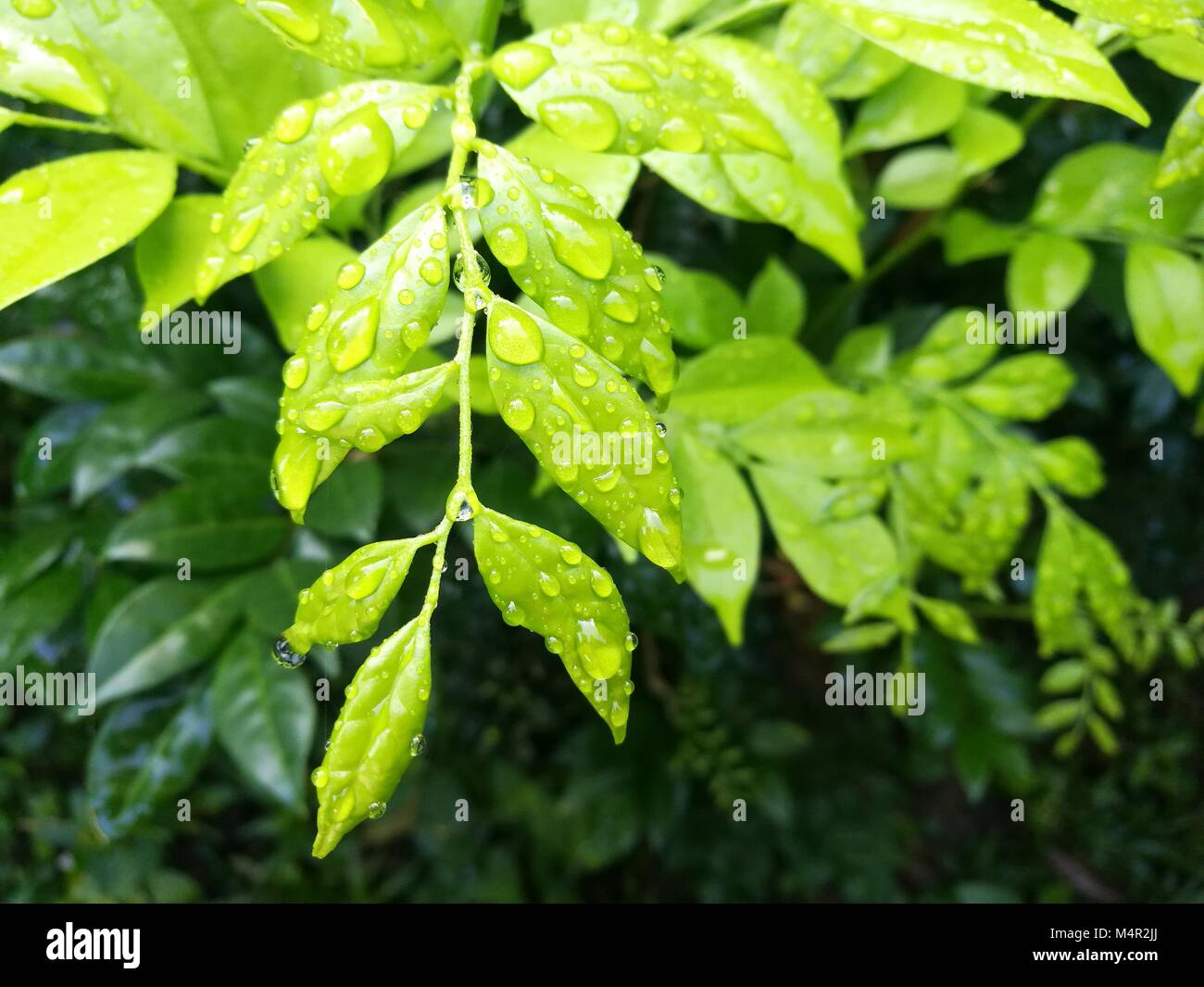 La superficie foliar de los brotes jóvenes en la mañana humedecido con el rocío Foto de stock