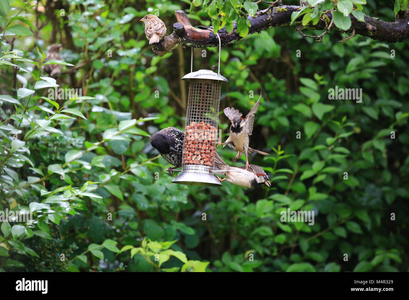 Jardín aves hungrily devorando cacahuetes desde un alimentador de aves de jardín. Foto de stock