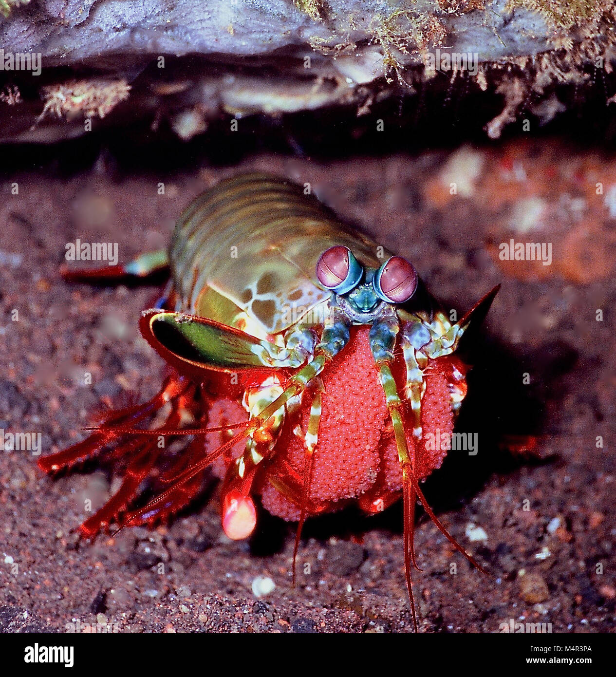 Este peacock camarones mantis (Odontodactylus scyllarus: 12 cms.) llevaba los huevos, que le gustaría proteger, mantener limpio y oxigenan hasta que nacieron. Cabe añadir que las garras en la que ella estaba sosteniendo sus huevos podrían ser utilizados como armas club con uno de los ataques más rápidos en el reino animal; más de 10 metros por segundo. Se han conocido para romper un buzo del dedo. Es más sensato tratar de tocarlos, o mantenerlos en acuarios, ya que están dispuestos a romper el cristal. En cualquier caso, esta persona fue claramente una formidable madre! Fotografiado en aguas de Bali, Indonesia. Foto de stock