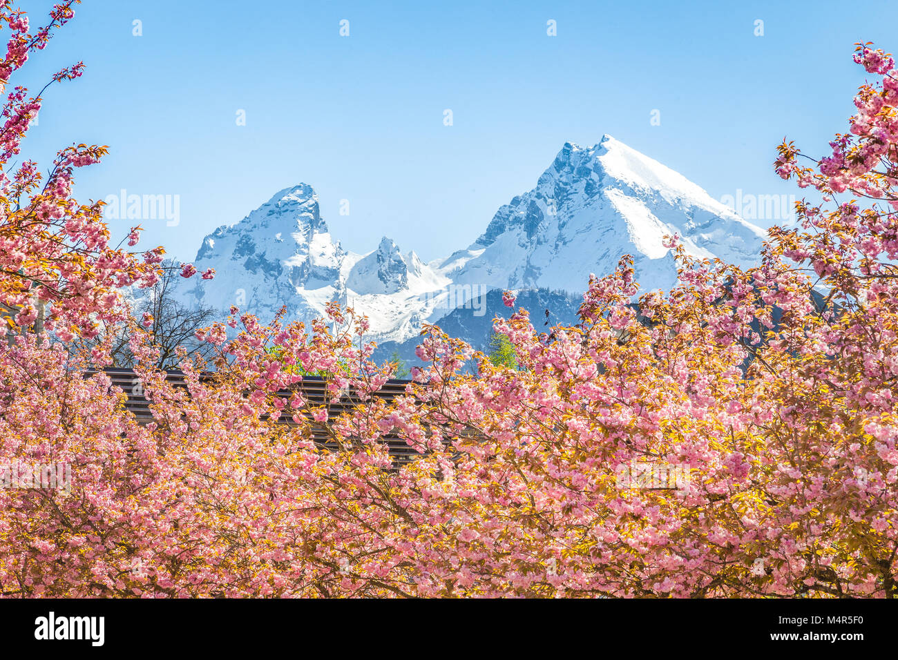 Vista panorámica de la famosa montaña de Watzmann pico con los cerezos en flor en un día soleado con el cielo azul en primavera, Berchtesgadener Land de Baviera, Alemania Foto de stock