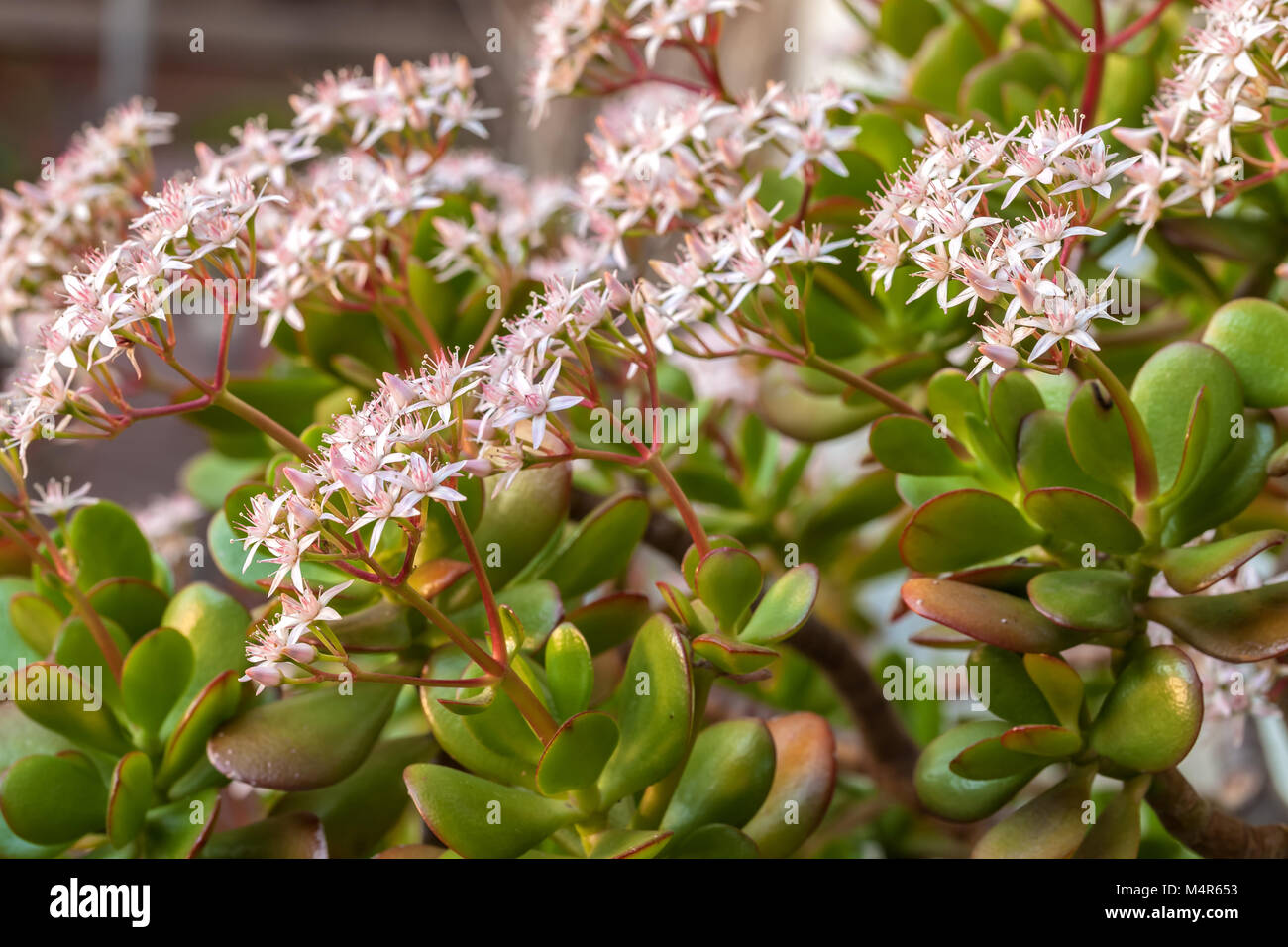Las flores de la planta de jade (Crassula ovata) florecen a finales de  invierno Fotografía de stock - Alamy