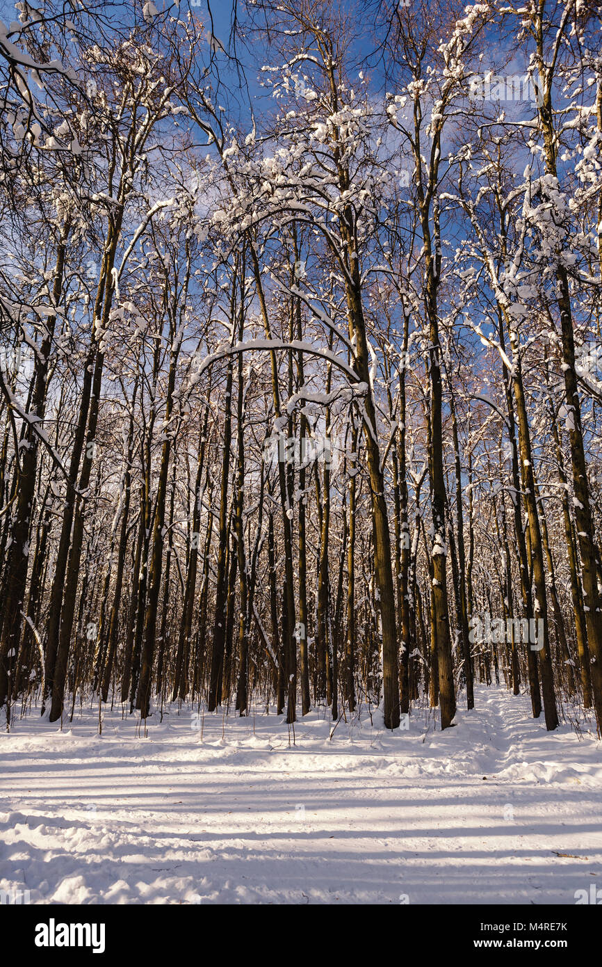 Soleado día de invierno en el bosque cubierto de nieve después de las fuertes nevadas Foto de stock