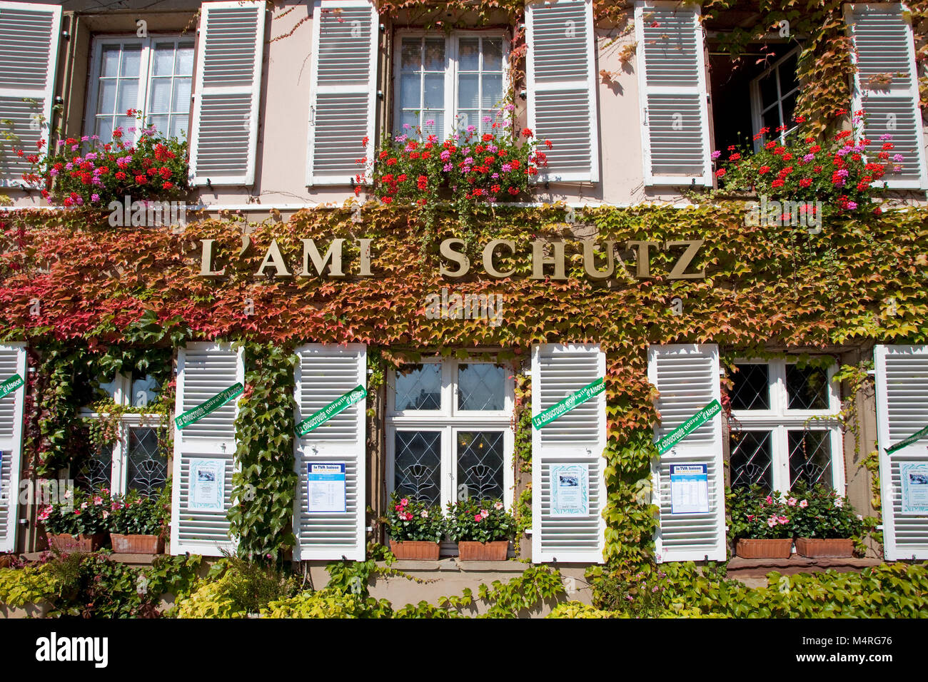 Colores de otoño, vino zarcillos en el restaurante L' Ami Schutz, La Petite France (Francia), poco de Estrasburgo, Alsacia, Bas-Rhin, Francia, Europa Foto de stock